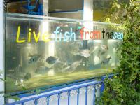 Hier "Live" Fish from the sea in Thassos!