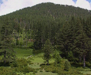 Grevena bossen