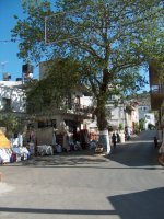 Anogia