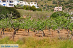 Pistache bomen Aegina | Marathonas | De Griekse Gids 1 - Foto van De Griekse Gids