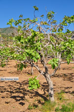 Pistache bomen Aegina | Marathonas | De Griekse Gids 2 - Foto van De Griekse Gids