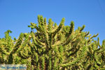 Marathonas Cactusplanten | Aegina | De Griekse Gids 2 - Foto van De Griekse Gids