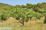 Pistache bomen bij Palaiochora | Aegina | De Griekse Gids foto 1 - Foto van De Griekse Gids