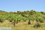 Pistache bomen bij Palaiochora | Aegina | De Griekse Gids foto 2 - Foto van De Griekse Gids