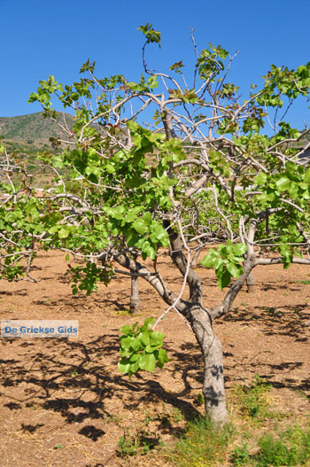 Pistache bomen Aegina | Marathonas | De Griekse Gids 2 - Foto van https://www.grieksegids.nl/fotos/aegina/normaal/aegina-grieksegids-037.jpg