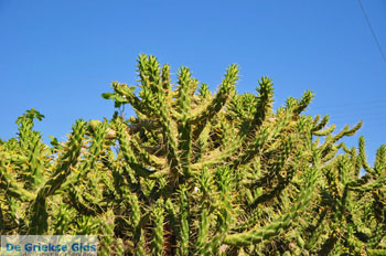 Marathonas Cactusplanten | Aegina | De Griekse Gids 2 - Foto van https://www.grieksegids.nl/fotos/aegina/normaal/aegina-grieksegids-039.jpg