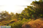 Dennenbomen Agkistri | Griekenland 4 - Foto van De Griekse Gids