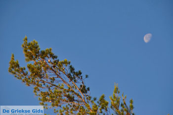 Dennenbomen Agkistri | Griekenland 3 - Foto van https://www.grieksegids.nl/fotos/agkistri-griekenland/normaal/agkistri-grieksegids-060.jpg