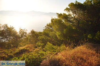 Dennenbomen Agkistri | Griekenland 5 - Foto van https://www.grieksegids.nl/fotos/agkistri-griekenland/normaal/agkistri-grieksegids-062.jpg