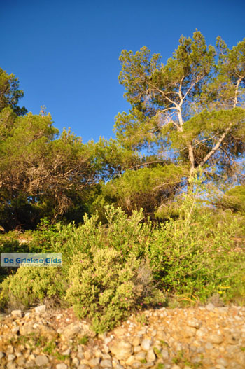 Dennenbomen Agkistri | Griekenland 6 - Foto van https://www.grieksegids.nl/fotos/agkistri-griekenland/normaal/agkistri-grieksegids-063.jpg