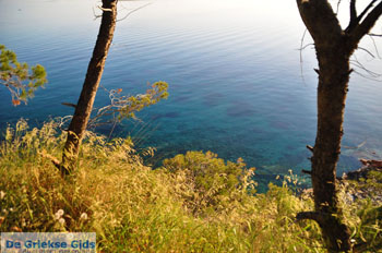 Dennenbomen Agkistri | Griekenland 8 - Foto van https://www.grieksegids.nl/fotos/agkistri-griekenland/normaal/agkistri-grieksegids-065.jpg