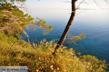 Dennenbomen Agkistri | Griekenland 9 - Foto van https://www.grieksegids.nl/fotos/agkistri-griekenland/normaal/agkistri-grieksegids-066.jpg