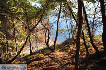 Klein zandstrand tussen de dennebomen bij Skala | Agkistri Griekenland | Foto 1 - Foto van https://www.grieksegids.nl/fotos/agkistri-griekenland/normaal/agkistri-grieksegids-068.jpg