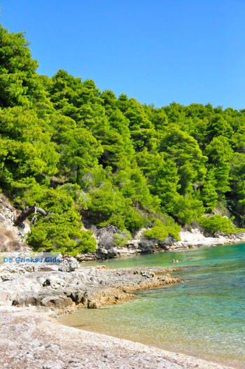 Milia Alonissos | Sporaden Griekenland foto 2 - Foto van https://www.grieksegids.nl/fotos/alonissos/normaal/alonissos-grieksegids-039.jpg