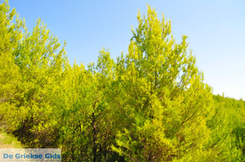 Chrisi Milia | Alonissos Sporaden Griekenland foto 22 - Foto van https://www.grieksegids.nl/fotos/alonissos/normaal/alonissos-grieksegids-075.jpg