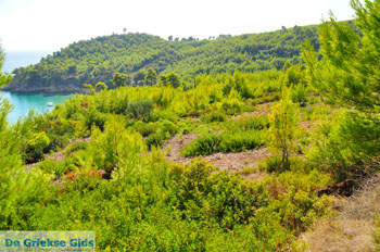 Chrisi Milia | Alonissos Sporaden Griekenland foto 23 - Foto van https://www.grieksegids.nl/fotos/alonissos/normaal/alonissos-grieksegids-076.jpg