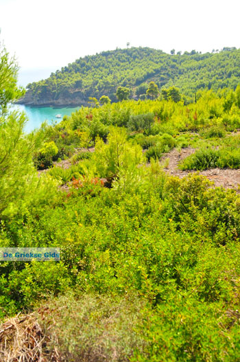 Chrisi Milia | Alonissos Sporaden Griekenland foto 24 - Foto van https://www.grieksegids.nl/fotos/alonissos/normaal/alonissos-grieksegids-077.jpg