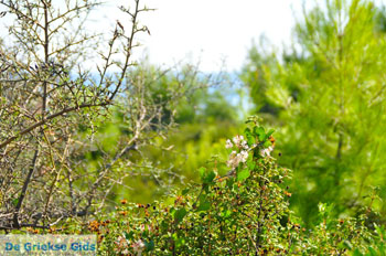 Kokkinokastro | Alonissos Sporaden Griekenland foto 13 - Foto van https://www.grieksegids.nl/fotos/alonissos/normaal/alonissos-grieksegids-103.jpg