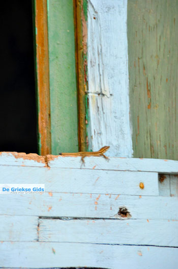 Alonissos stad (Chora) | Sporaden Griekenland foto 30 - Foto van https://www.grieksegids.nl/fotos/alonissos/normaal/alonissos-grieksegids-171.jpg