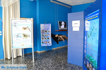 MOM, bescherming Monachus-Monachus zeehonden Alonissos | Sporaden foto 2 - Foto van https://www.grieksegids.nl/fotos/alonissos/normaal/alonissos-grieksegids-302.jpg