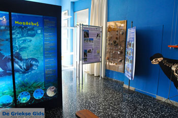 MOM, bescherming Monachus-Monachus zeehonden Alonissos | Sporaden foto 4 - Foto van https://www.grieksegids.nl/fotos/alonissos/normaal/alonissos-grieksegids-304.jpg