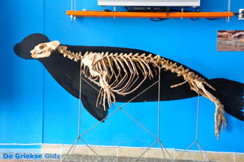 MOM, bescherming Monachus-Monachus zeehonden Alonissos | Sporaden foto 7 - Foto van https://www.grieksegids.nl/fotos/alonissos/normaal/alonissos-grieksegids-307.jpg