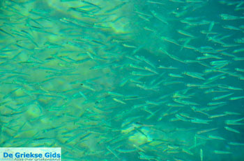 Votsi | Alonissos Sporaden Griekenland foto 9 - Foto van https://www.grieksegids.nl/fotos/alonissos/normaal/alonissos-grieksegids-317.jpg