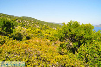 Steni Vala | Alonissos Sporaden Griekenland foto 5 - Foto van https://www.grieksegids.nl/fotos/alonissos/normaal/alonissos-grieksegids-336.jpg