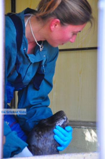 MOM, bescherming Monachus-Monachus zeehonden Alonissos | Sporaden foto 12 - Foto van https://www.grieksegids.nl/fotos/alonissos/normaal/alonissos-grieksegids-385.jpg