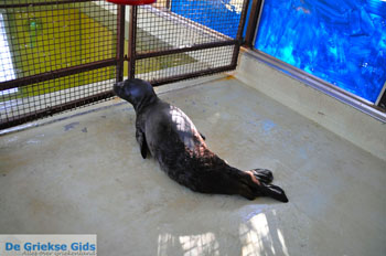 MOM, bescherming Monachus-Monachus zeehonden Alonissos | Sporaden foto 13 - Foto van https://www.grieksegids.nl/fotos/alonissos/normaal/alonissos-grieksegids-386.jpg