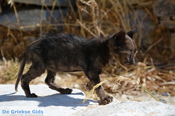 Chozoviotissa Amorgos - Eiland Amorgos - Cycladen foto 104 - Foto van https://www.grieksegids.nl/fotos/amorgos/350/eiland-amorgos-104.jpg