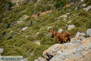 Eiland Amorgos - Cycladen Griekenland foto 253 - Foto van https://www.grieksegids.nl/fotos/amorgos/350/eiland-amorgos-253.jpg