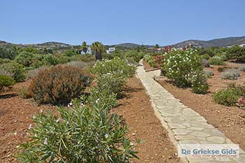 Soros beach op Antiparos 9 - Foto van https://www.grieksegids.nl/fotos/antiparos/350pix/soros-beach-antiparos-009.jpg