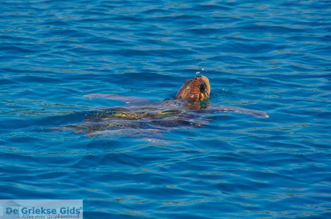 Schildpad in de baai van Laganas op Zakynthos