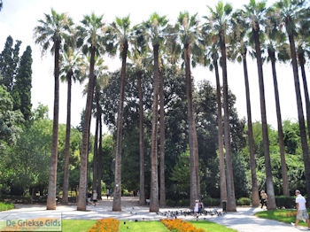 Palmbomen Ethnikos Kipos - Nationale tuin Athene - Foto van https://www.grieksegids.nl/fotos/athene/athene350/stad-athene-013.jpg