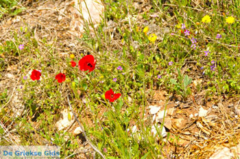 Bloemen in Penteli bij Athene | Atheense Riviera | Attica - Foto van https://www.grieksegids.nl/fotos/athene/normaal/athene-attica-atheenseriviera-005.jpg