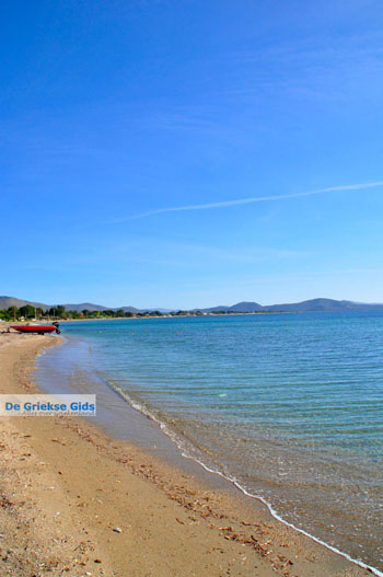 Nea Makri bij Athene | Attica - Atheense Riviera | De Griekse Gids foto 3 - Foto van https://www.grieksegids.nl/fotos/athene/normaal/athene-attica-atheenseriviera-048.jpg