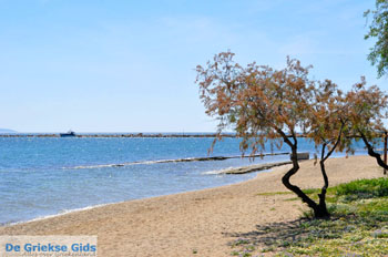 Nea Makri bij Athene | Attica - Atheense Riviera | De Griekse Gids foto 8 - Foto van https://www.grieksegids.nl/fotos/athene/normaal/athene-attica-atheenseriviera-063.jpg