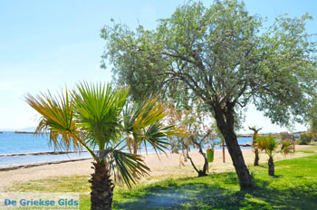 Nea Makri bij Athene | Attica - Atheense Riviera | De Griekse Gids foto 10 - Foto van https://www.grieksegids.nl/fotos/athene/normaal/athene-attica-atheenseriviera-065.jpg