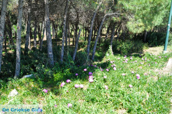 Nea Makri bij Athene | Attica - Atheense Riviera | De Griekse Gids foto 30 - Foto van https://www.grieksegids.nl/fotos/athene/normaal/athene-attica-atheenseriviera-085.jpg