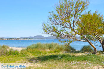 Nea Makri bij Athene | Attica - Atheense Riviera | De Griekse Gids foto 41 - Foto van https://www.grieksegids.nl/fotos/athene/normaal/athene-attica-atheenseriviera-096.jpg