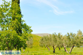 Marathon | Attica - Atheense Riviera | De Griekse Gids foto 5 - Foto van https://www.grieksegids.nl/fotos/athene/normaal/athene-attica-atheenseriviera-110.jpg