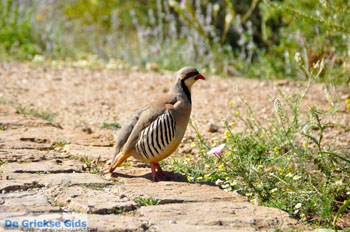 Sounio | Kaap Sounion bij Athene | Attica - Atheense Riviera foto 8 - Foto van https://www.grieksegids.nl/fotos/athene/normaal/athene-attica-atheenseriviera-121.jpg
