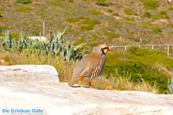 Sounio | Kaap Sounion bij Athene | Attica - Atheense Riviera foto 39 - Foto van https://www.grieksegids.nl/fotos/athene/normaal/athene-attica-atheenseriviera-152.jpg