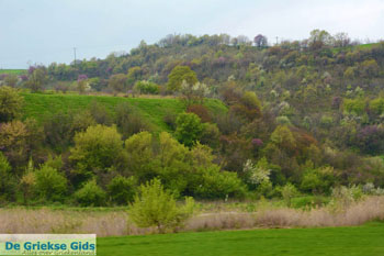 Onderweg naar Vergina | Imathia Macedonie | De Griekse Gids Foto 2 - Foto van https://www.grieksegids.nl/fotos/centraal-macedonie/imathia/normaal/imathia-macedonie-griekenland-002.jpg