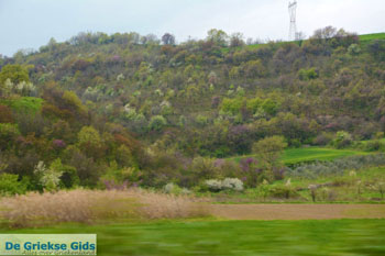 Onderweg naar Vergina | Imathia Macedonie | De Griekse Gids Foto 3 - Foto van https://www.grieksegids.nl/fotos/centraal-macedonie/imathia/normaal/imathia-macedonie-griekenland-003.jpg