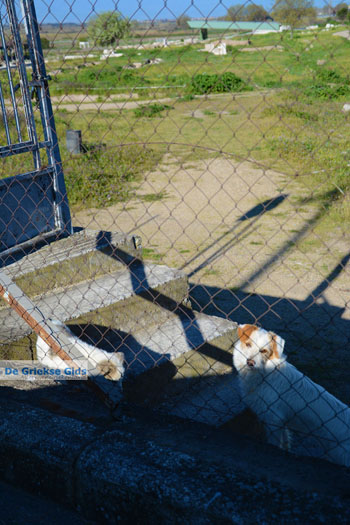 Oud Pella | Macedonie Griekenland | Foto 11 - Foto van https://www.grieksegids.nl/fotos/centraal-macedonie/pella/normaal/pella-macedonie-griekenland-013.jpg