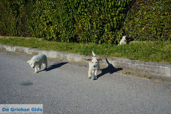 Oud Pella | Macedonie Griekenland | Foto 18 - Foto van https://www.grieksegids.nl/fotos/centraal-macedonie/pella/normaal/pella-macedonie-griekenland-020.jpg