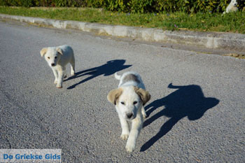 Oud Pella | Macedonie Griekenland | Foto 19 - Foto van https://www.grieksegids.nl/fotos/centraal-macedonie/pella/normaal/pella-macedonie-griekenland-021.jpg