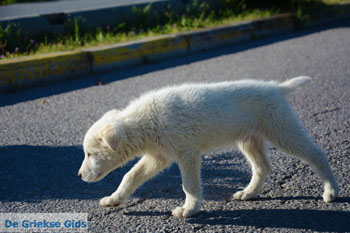 Oud Pella | Macedonie Griekenland | Foto 20 - Foto van https://www.grieksegids.nl/fotos/centraal-macedonie/pella/normaal/pella-macedonie-griekenland-022.jpg